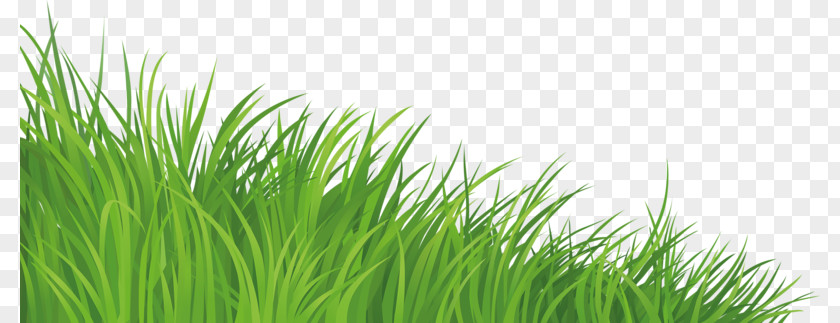 Green Grass Lawn Clip Art PNG