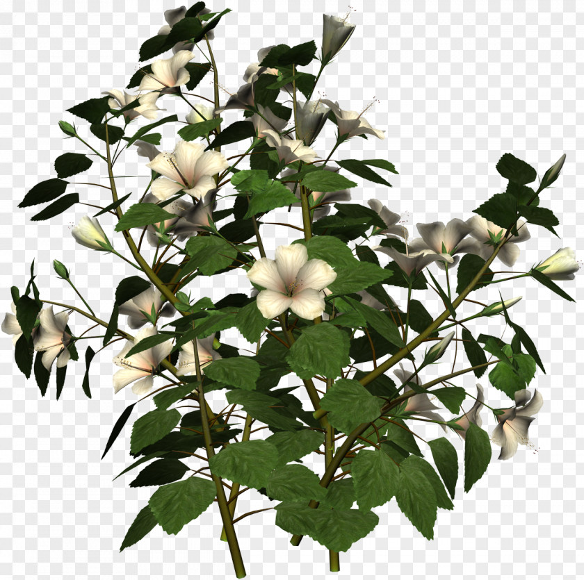 Hibiscus Mutabilis Clip Art PNG