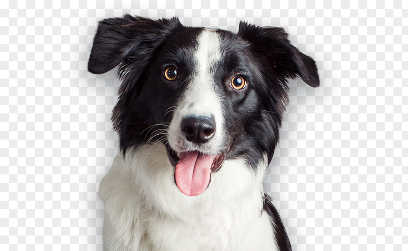 Kerry Dog Breed Border Collie Puppy Stabyhoun McNab PNG
