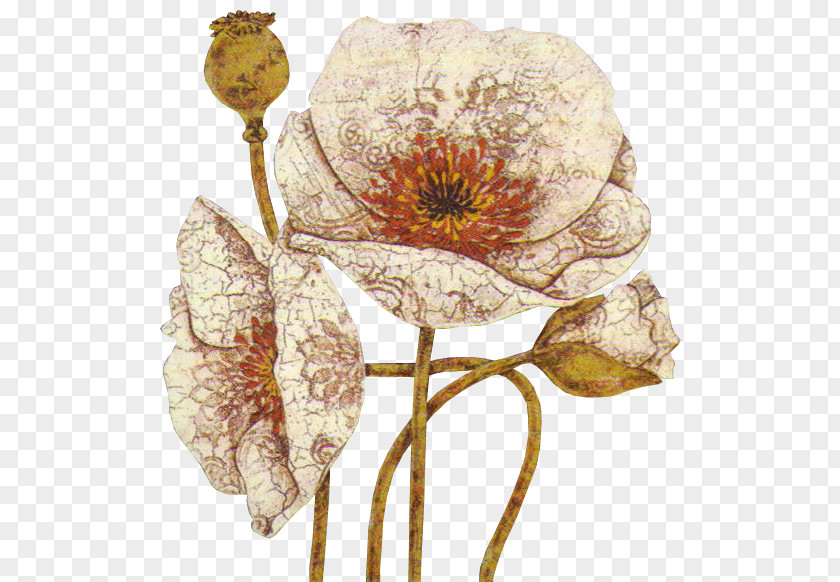 Opium Poppy Flower Painting Clip Art PNG