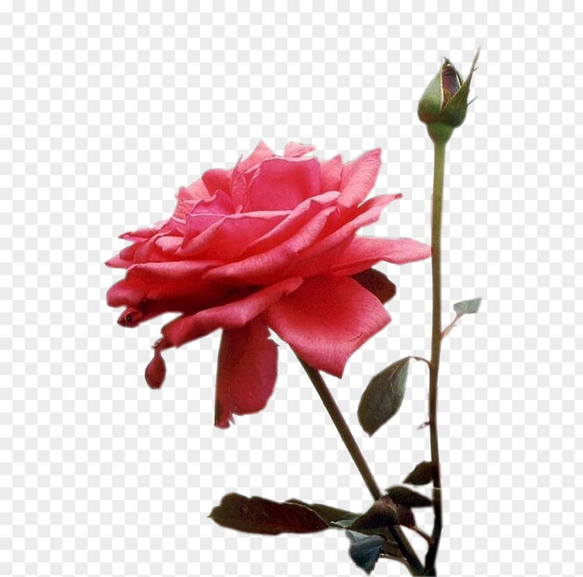 Post It Rosa Garden Roses Nosso Amor Se Eternizando Cabbage Rose Cut Flowers PNG