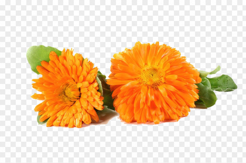Two Marigold Chrysanthemums Flower Chrysanthemum PNG