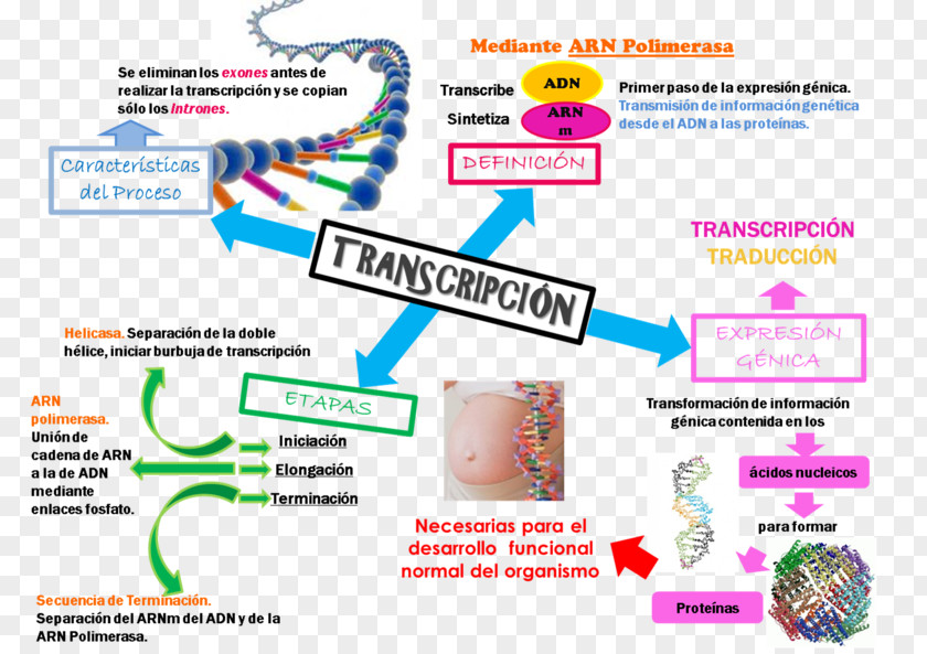 Blood Pressure Transcription Translation Protein Biosynthesis Genetics DNA PNG