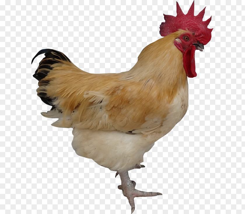 Chicken Rooster Free Range Egg Agriculture PNG