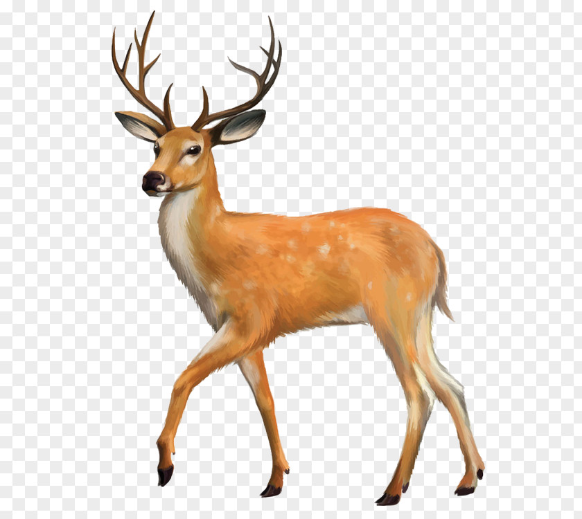 Deer White-tailed Red Clip Art PNG