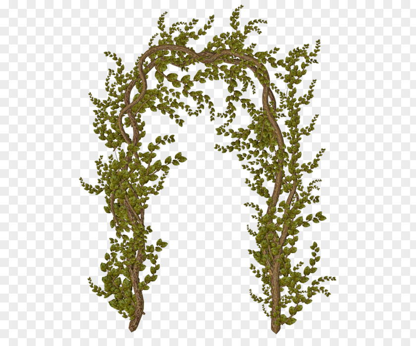 Leaf Twig Passion Marriage Happiness PNG