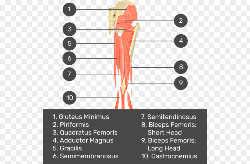 Biceps Femoris Muscle Semimembranosus Gluteus Medius Quadratus Semitendinosus PNG