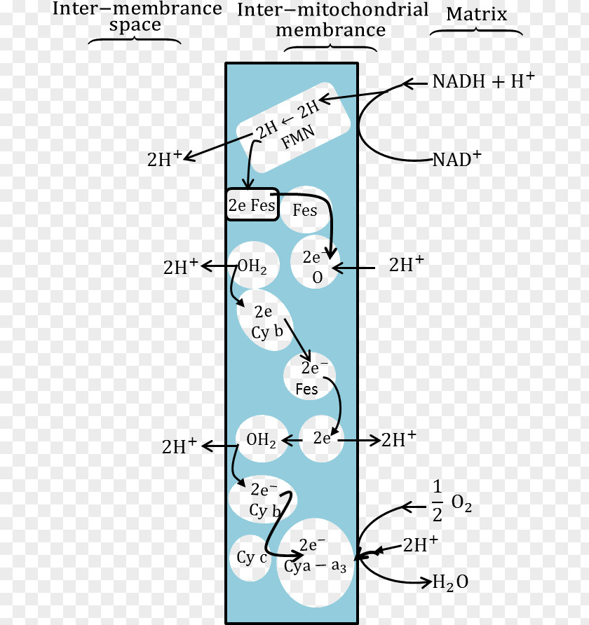 Illustration Atp Molecule Atom Biology Respiration Redox PNG