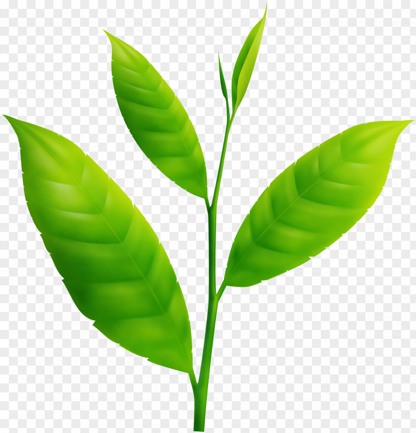 Leaf Plant Stem Biology Structure PNG