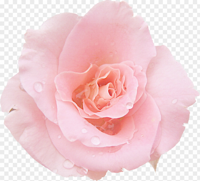 White Rose Pink Desktop Wallpaper Photography PNG