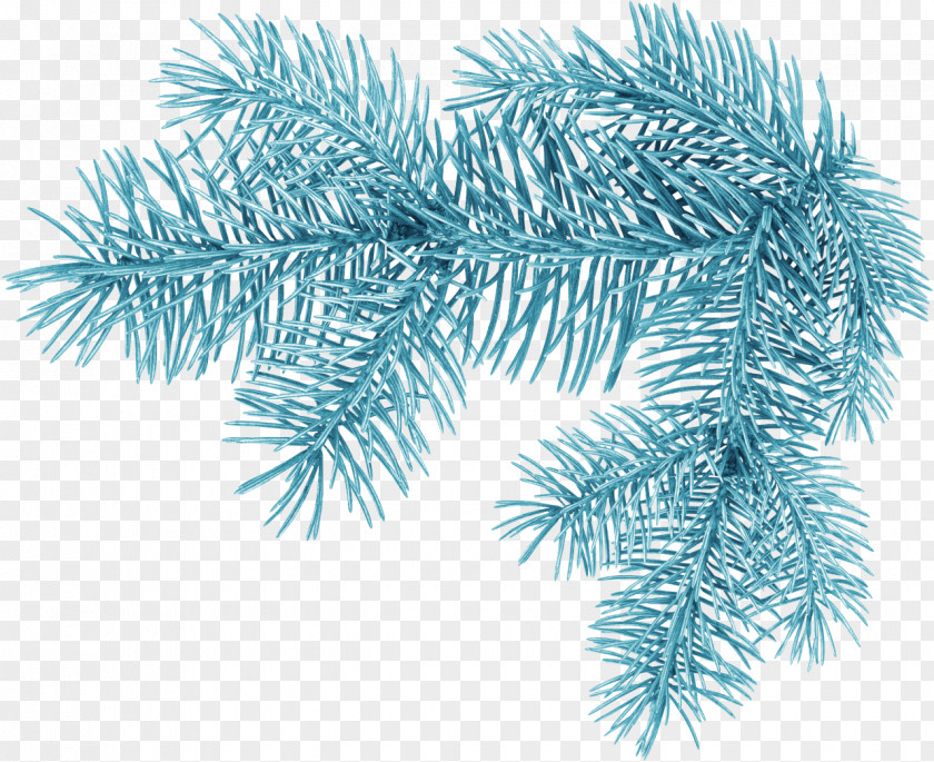 Winter Christmas Tree Branch Clip Art PNG