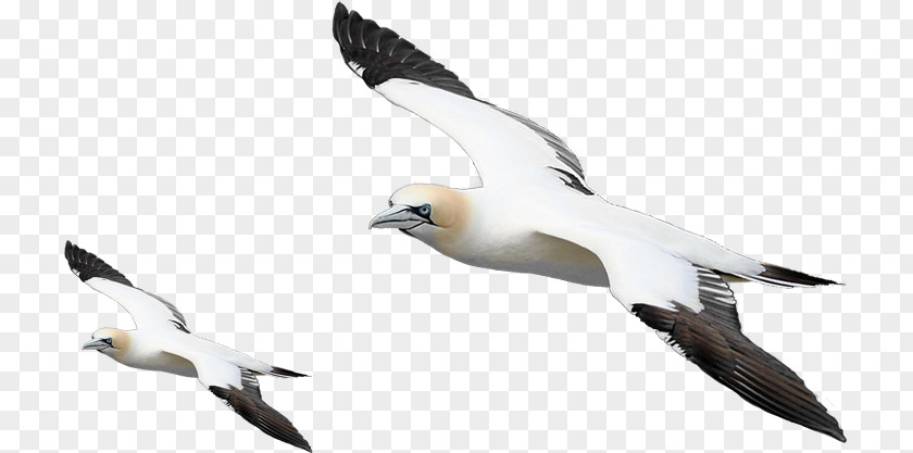 Bird European Herring Gull PNG