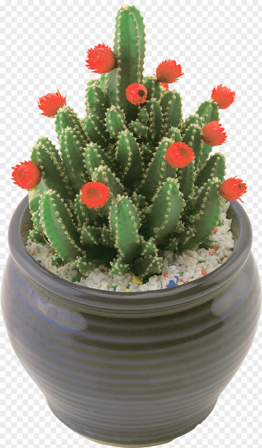 Cactus Image Acanthocereus Tetragonus Flowerpot Prickly Pear Houseplant Hedgehog PNG