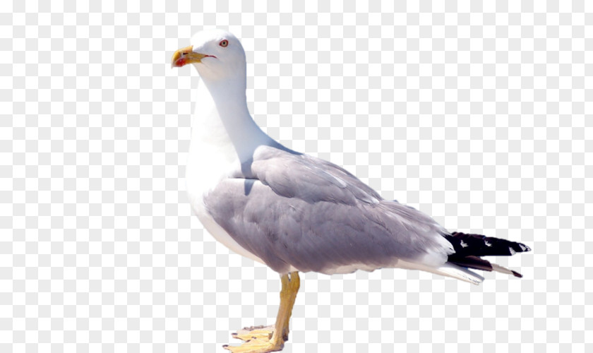 European Herring Gull Gulls Advertising Fauna PNG