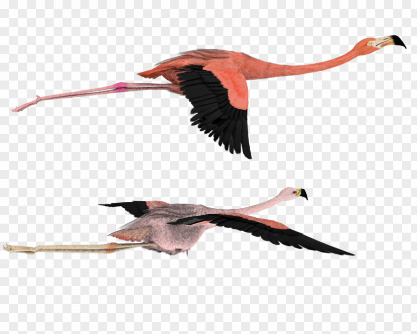 Flamingo American Bird Flight Clip Art PNG