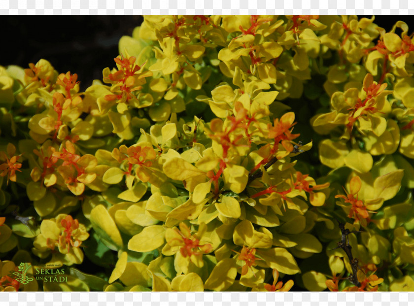 Flower Herb Groundcover Annual Plant Shrub PNG