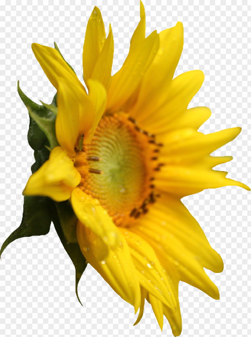 Sunflower Common Pixel PNG