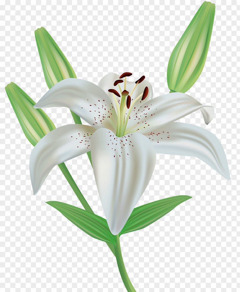 A Lily Easter Flower Lilium Candidum Royalty-free Clip Art PNG