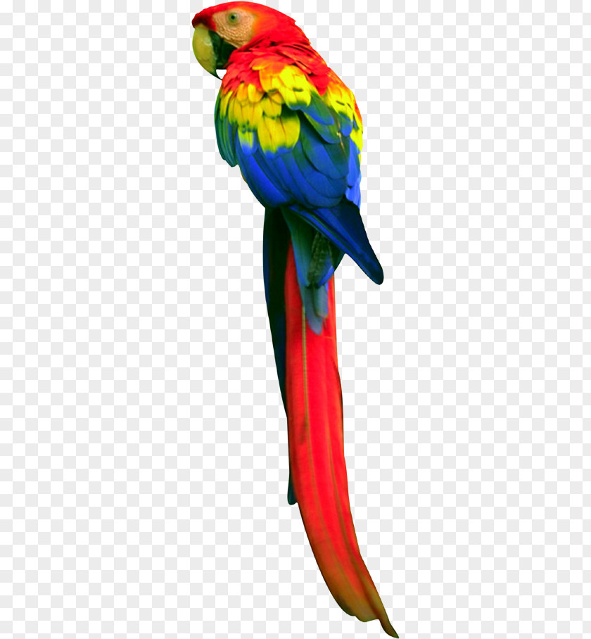 Bird Macaw Budgerigar True Parrot Loriini PNG