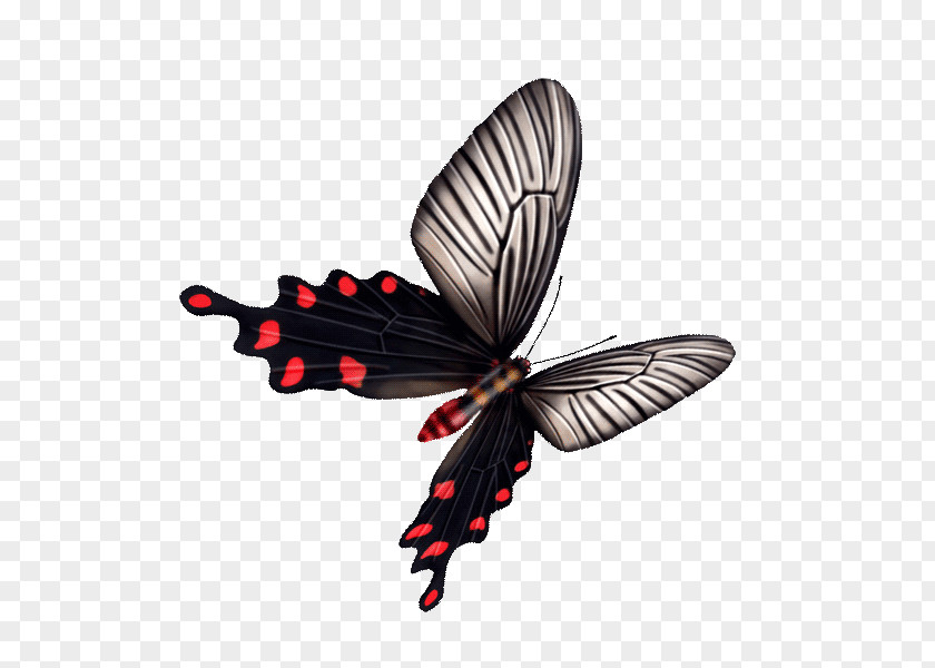 Black Butterfly Download PNG