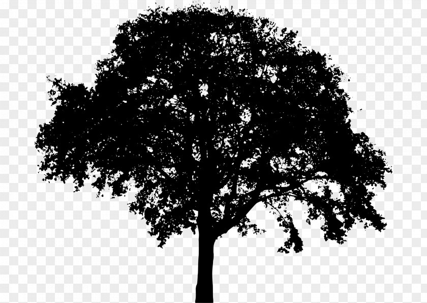 Clip Art Tree Image Northern Red Oak PNG
