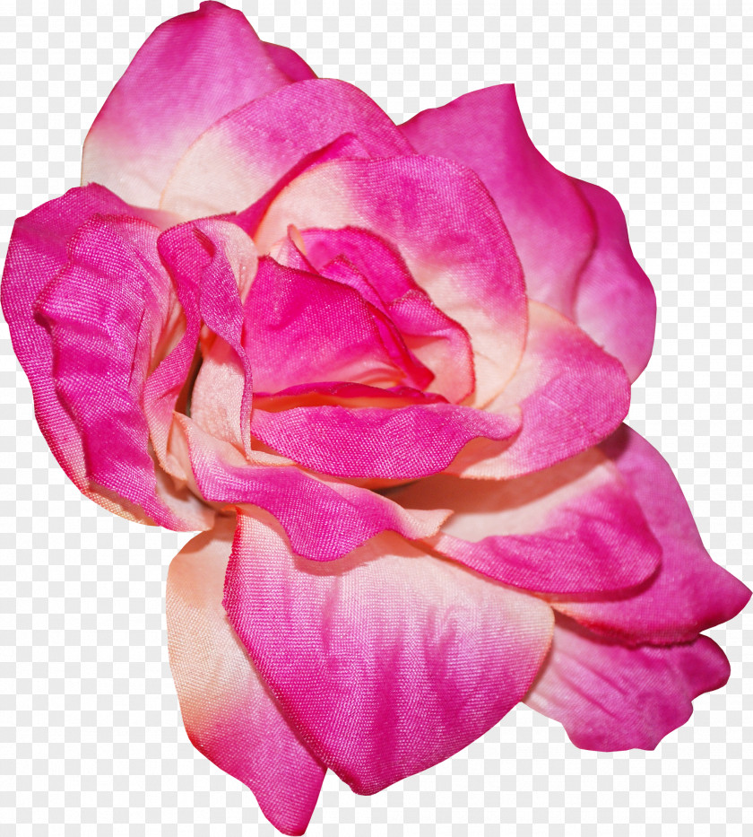 Flower Garden Roses Centifolia Rosa Chinensis Floribunda Petal PNG