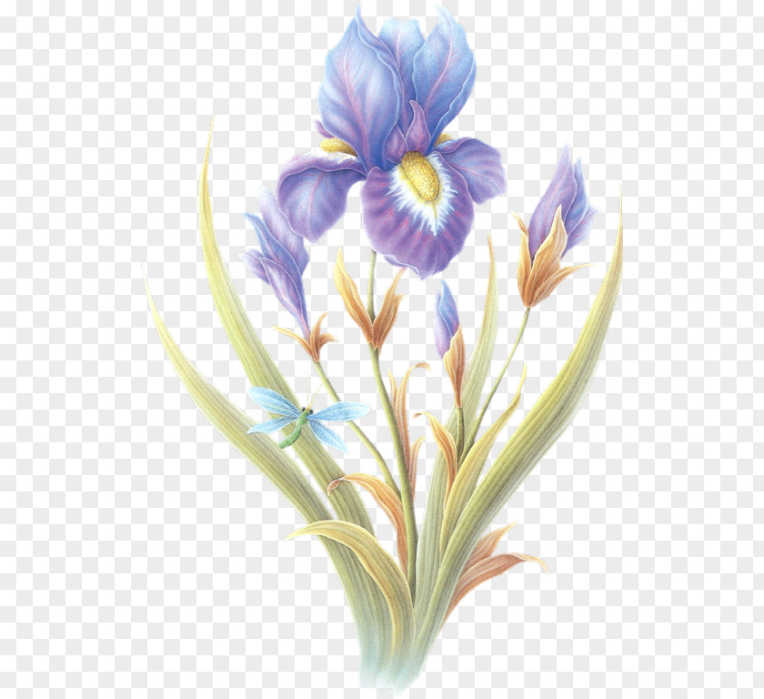 Flower Gfycat Orris Root PNG
