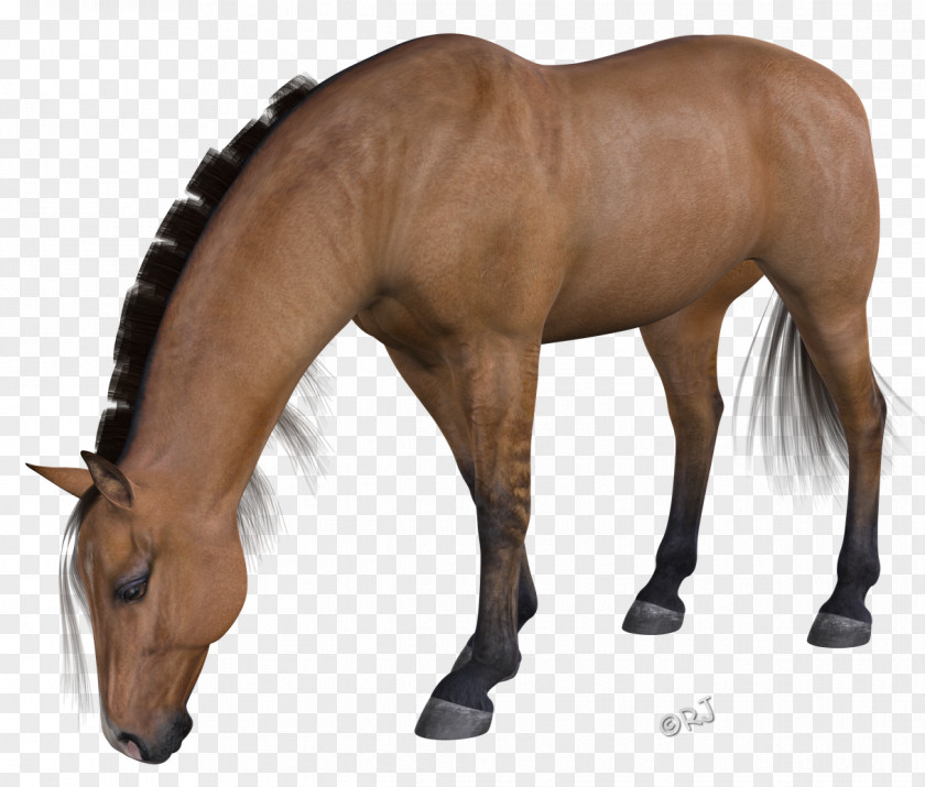 Mustang Mane Halter Stallion Rein PNG