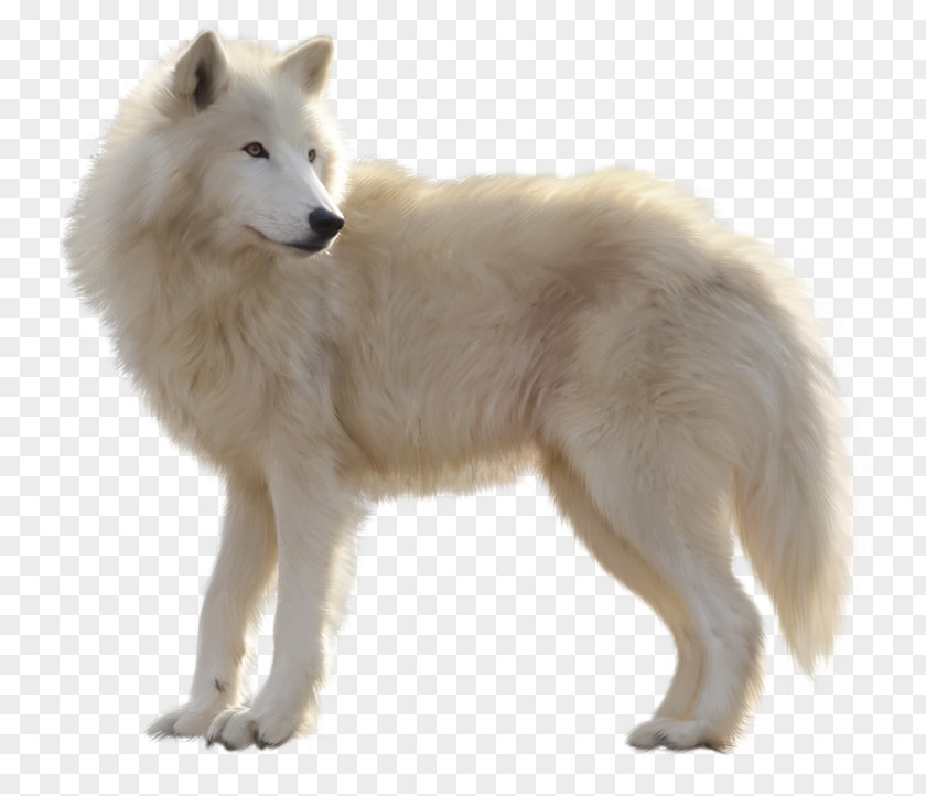 Painted White Wolf Canadian Eskimo Dog Greenland Alaskan Tundra Samoyed PNG