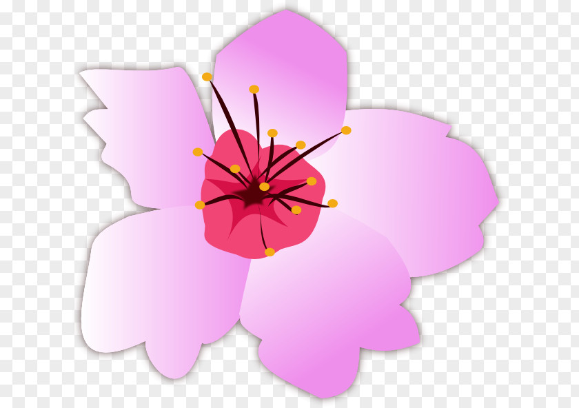 Sahua Vector Flower Mallows Lilac Floral Design Plant PNG