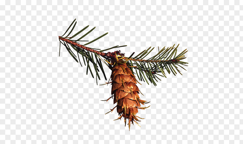Christmas Pine Cone Decoration Material Spruce Conifer Clip Art PNG