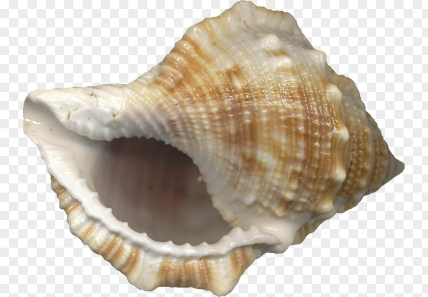 Conch Seashell PNG