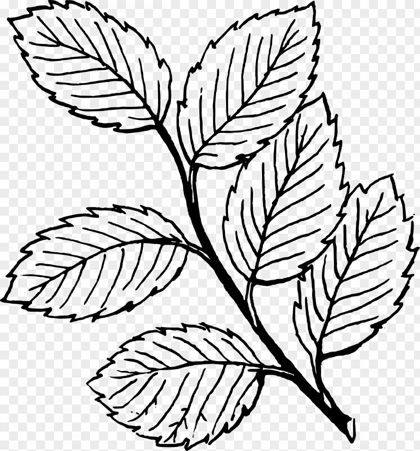 Elm Leaf Cliparts Look At Leaves Autumn Color Black And White Clip Art PNG