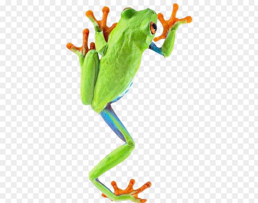 Frog The Tree Amphibian Red-eyed PNG