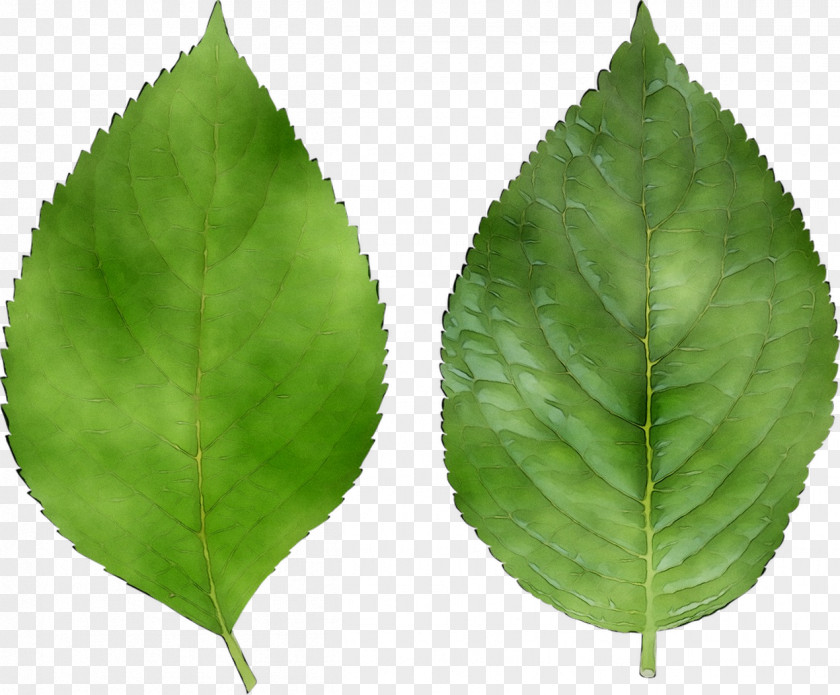 Leaf Plant Stem History Painting Green PNG