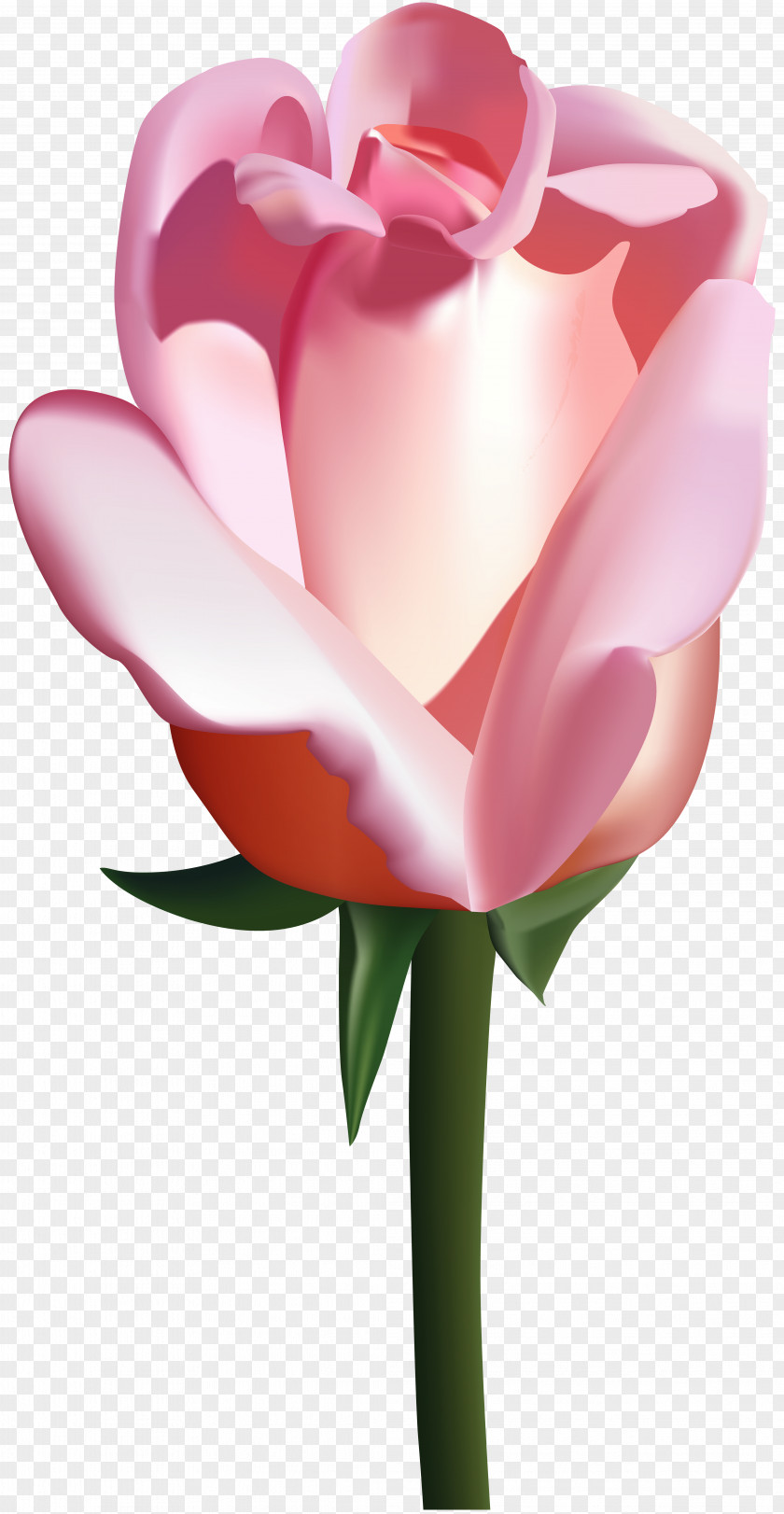 Pink Rose Clip Art Image Garden Roses PNG
