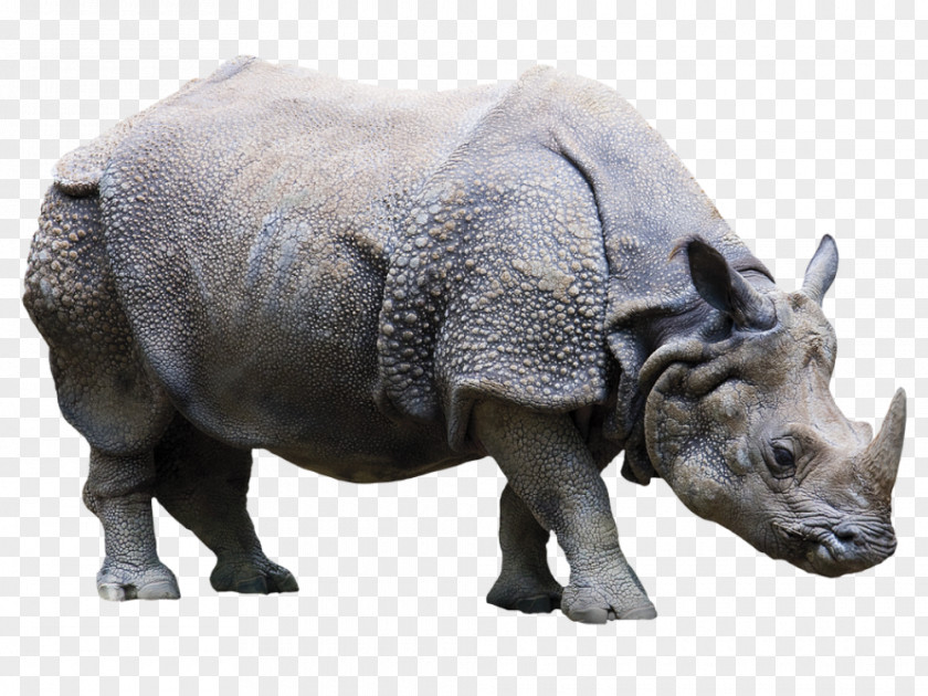 Rinoceronte Indian Rhinoceros VKT Gesellschaft Für Verschleißschutz Und Klebetechnik MbH Sticker Decoratie PNG
