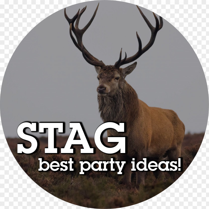 Stag Party Naver Blog 0 Earthly Branches PNG