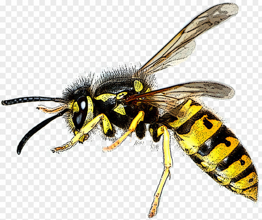 Bee Asian Hornet Wasp Hymenopterans Insect PNG