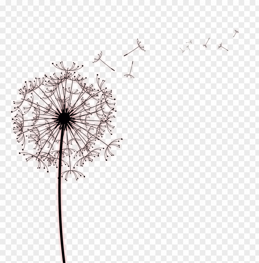 Black Simple Dandelion Decoration Pattern Paper Common Drawing Photography PNG