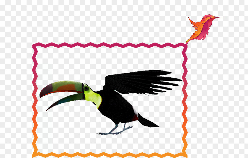 Feather Toucan Beak Clip Art PNG
