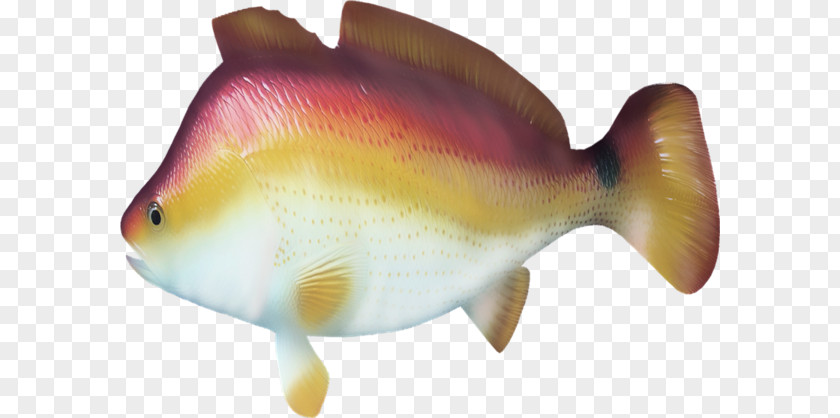Fish Bony Fishes Animal Clip Art PNG