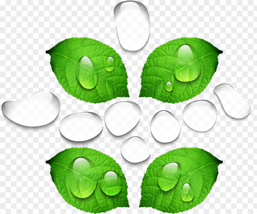 Leaves Dew PNG