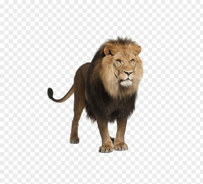 Lion Felidae Clip Art PNG