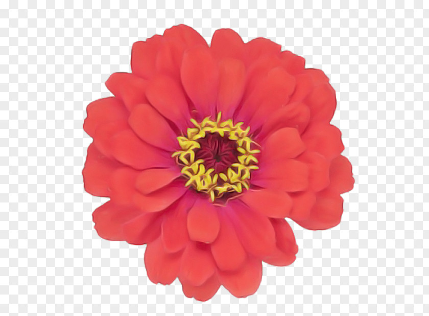 Barberton Daisy Cut Flowers Artificial Flower PNG