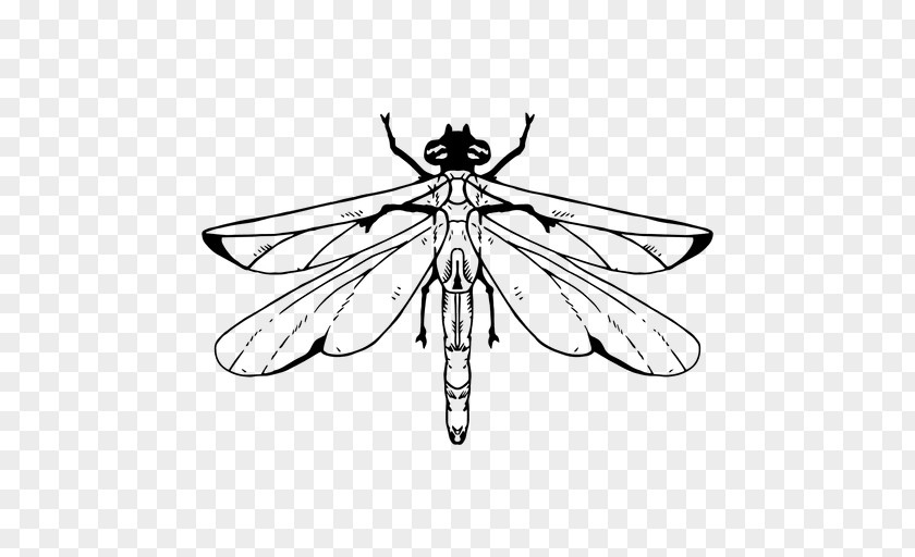 Dragonfly Drawing Graphic Design PNG