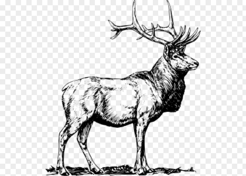 Elk Deer Moose Clip Art PNG
