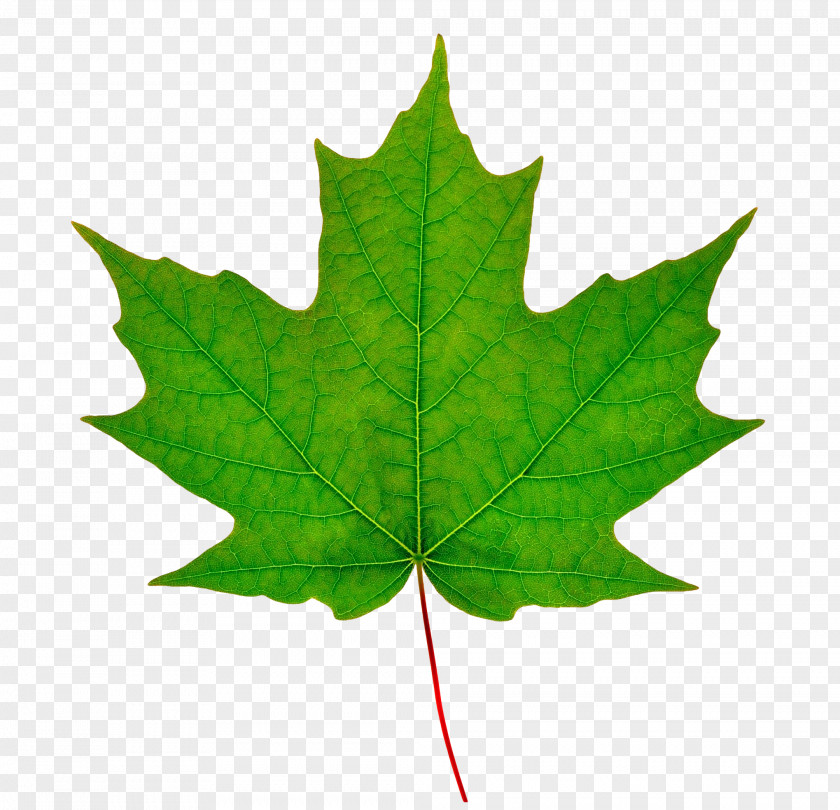 Leaf Sugar Maple Silver Red PNG