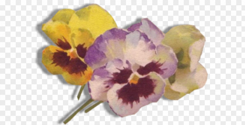 Pansy Cut Flowers Violet Seed Plant PNG