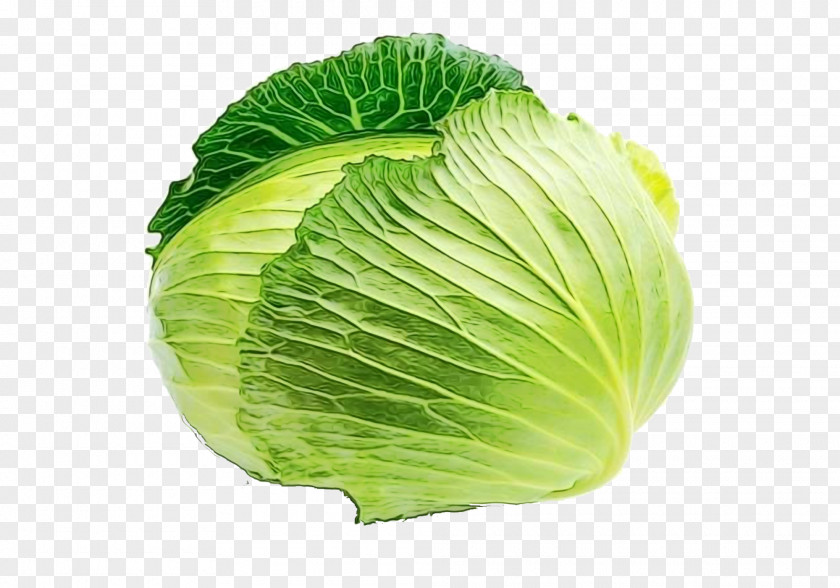 Savoy Cabbage Lettuce Leaf Vegetable Iceburg Wild PNG